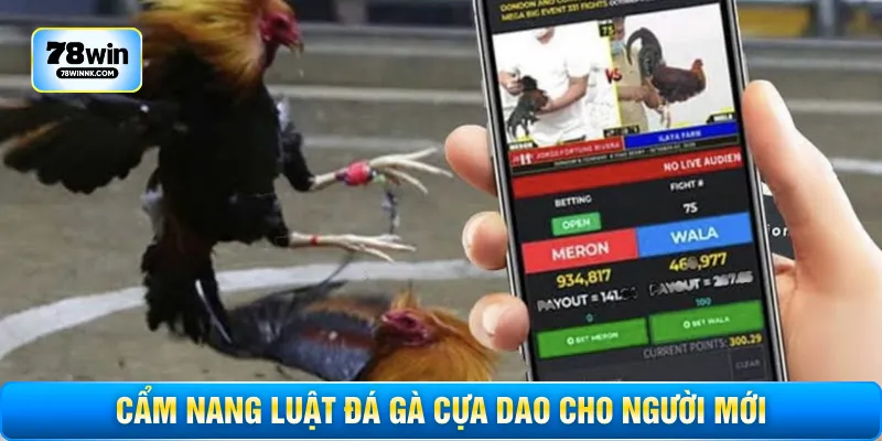 Cẩm nang luật đá gà cựa dao cho người mới