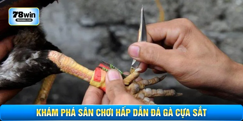 Khám phá sân chơi hấp dẫn đá gà cựa sắt