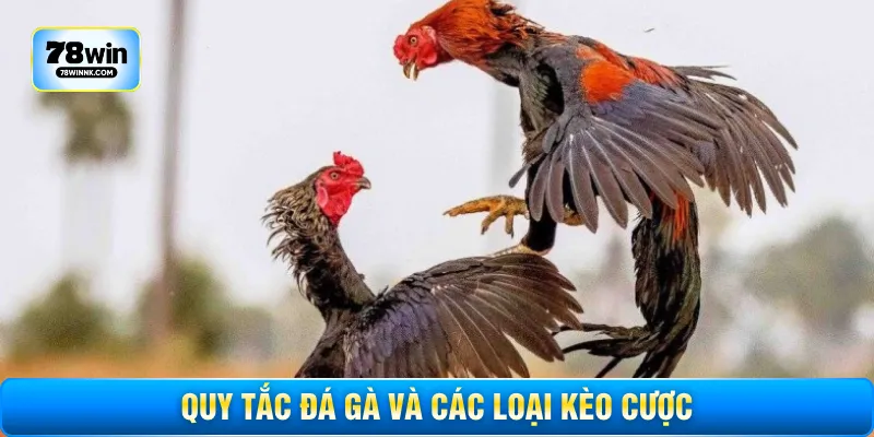 Quy tắc đá gà và các loại kèo cược 