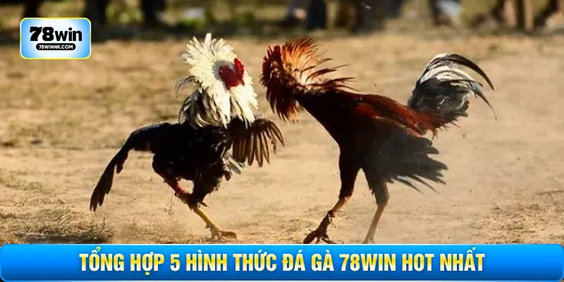 Tổng hợp 5 hình thức đá gà 78WIN hot nhất